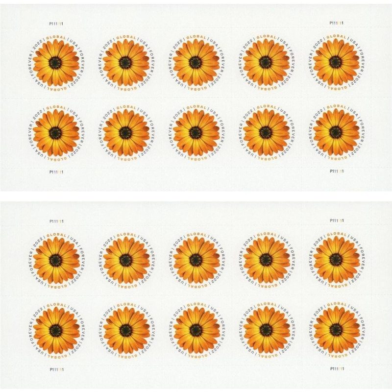 Global African Daisy 2022 - Image 2