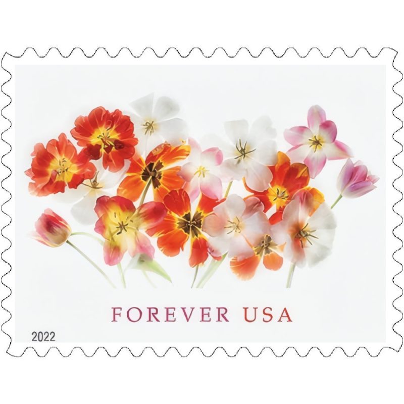 Tulips 2022