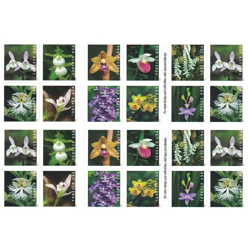 Wild Orchids 2020 - Image 2